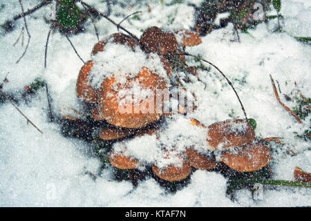 Les champignons lumineux congelé, poussant sur l'arbre de la forêt, couvert par la neige blanc hiver Banque D'Images