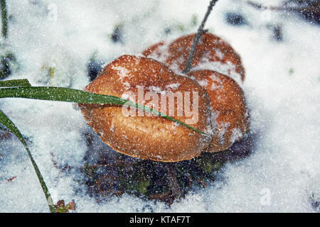 Les champignons lumineux congelé, poussant sur l'arbre de la forêt, couvert par la neige blanc hiver Banque D'Images