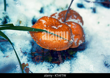 Les champignons lumineux congelé, poussant sur l'arbre de la forêt, couvert par la neige blanc hiver Banque D'Images