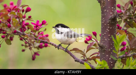 La mésange perchée dans un pommier en fleurs Banque D'Images