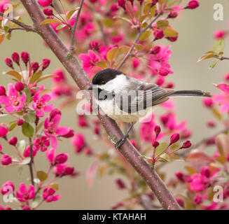 La mésange perchée dans un pommier en fleurs Banque D'Images