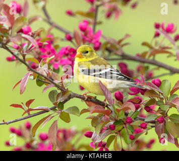 Chardonneret jaune femelle perchée dans un pommier en fleurs Banque D'Images