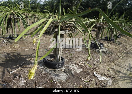 Dragon fruit tree farm en Malaisie Banque D'Images