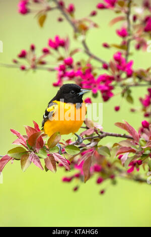 L'oriole de Baltimore mâles perchés dans un pommier en fleurs Banque D'Images