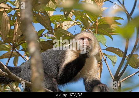 Visage blanc singe dans un arbre Banque D'Images