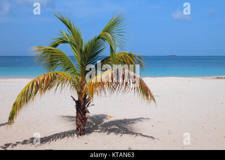 Palmier sur une plage de sable. St George's, Grenade Banque D'Images