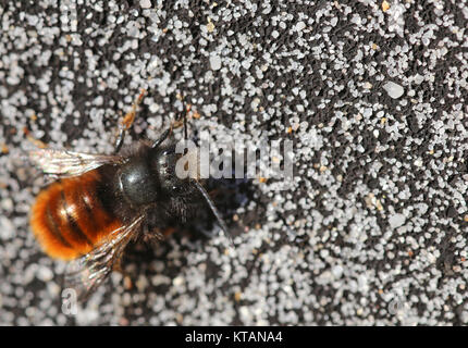 Osmia cornuta abeilles cornu Banque D'Images