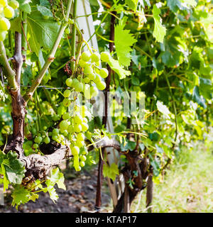 Dans la région de raisin blanc vin de l'Etna en Sicile Banque D'Images