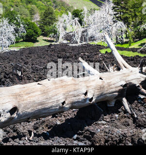 Arbre brûlé dans la coulée de lave pétrifié sur la pente de l'Etna Banque D'Images