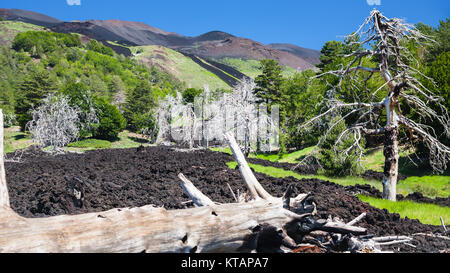 Arbre brûlé dans les flux de lave durcie sur la pente de l'Etna Banque D'Images