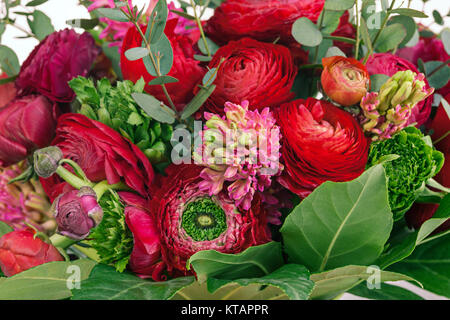 Ranunkulyus bouquet de fleurs rouges sur fond blanc Banque D'Images