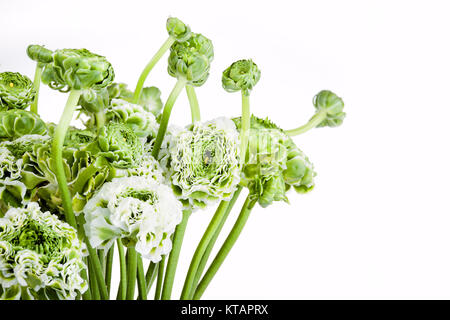 Ranunkulyus bouquet de fleurs rouges sur fond blanc Banque D'Images