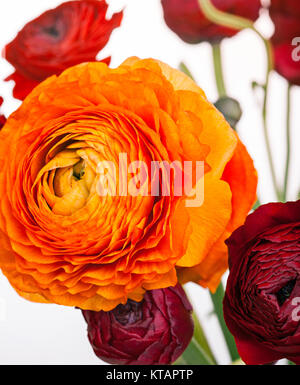 Ranunkulyus bouquet de fleurs rouges sur fond blanc Banque D'Images