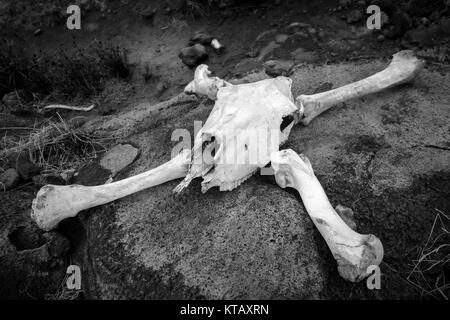 Et les os du crâne de cheval Banque D'Images