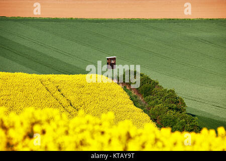 Matin ensoleillé au printemps vert et jaune des champs. Banque D'Images