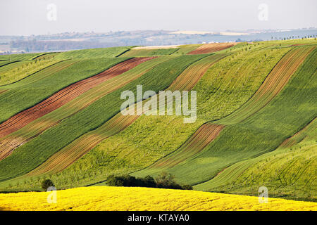 Matin ensoleillé au printemps vert et jaune des champs. Banque D'Images