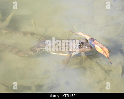 Grenouille dans l’eau Banque D'Images