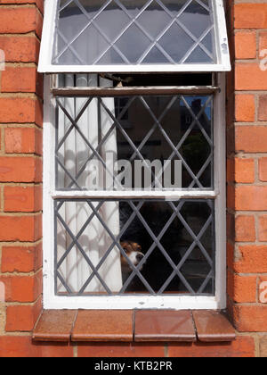 Chien dans la fenêtre. Un petit chien regarde par une fenêtre en verre au plomb. Banque D'Images