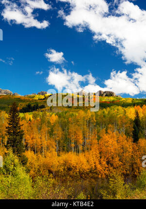 Dans les tremblaies Kebler Pass Colorado amonst sont le meilleur dans les tremblaies du Nord pour leurs couleurs jaune et orange automne feuillage Banque D'Images