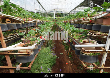 Fraises fraîches qui sont cultivées en serre Banque D'Images