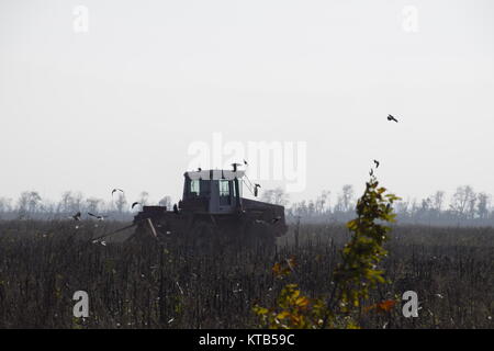 Le tracteur laboure un champ et les corneilles voler autour de lui en quête de nourriture Banque D'Images