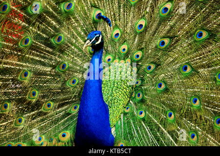 Un gros plan d'un beau mâle peacock exhibant ses jolies plumes de la queue. Banque D'Images