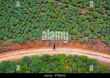 Vue aérienne de Darjeeling - un homme seul marche sur une étroite route de boue à travers la plantation de thé. Banque D'Images