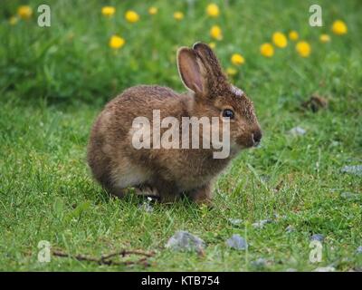 Chaton (lapin) de manger de l'herbe à Terre-Neuve, Canada Banque D'Images