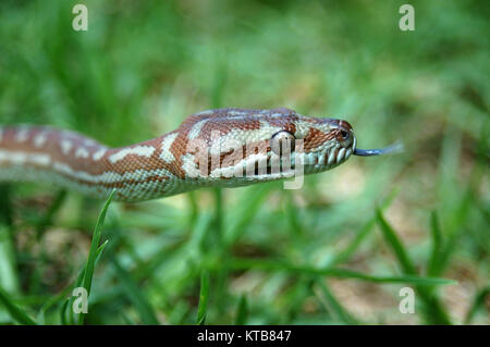 Tapis central australien, Morelia bredli Python, dans l'herbe Banque D'Images