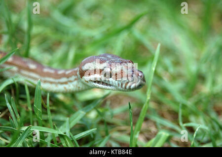 Tapis central australien, Morelia bredli Python, dans l'herbe Banque D'Images