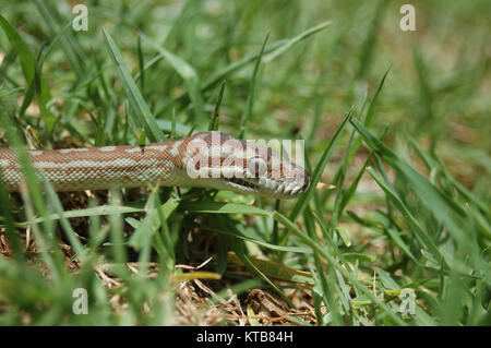 Tapis central australien, Morelia bredli Python, dans l'herbe Banque D'Images