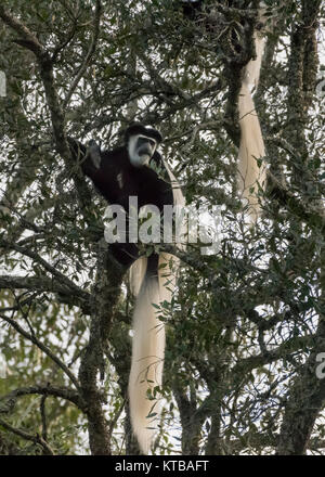 Singe Colobus guereza (Colobus) dans l'arbre, Parc National d'Arusha, Tanzanie Banque D'Images