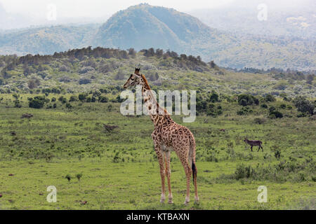 Le Masai giraffe et waterbuck près du Mont Meru, Arush, Tanzania Banque D'Images