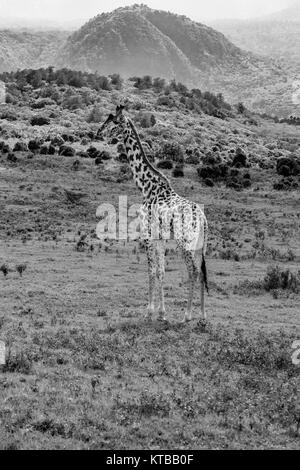 Girafe masaï près du Mont Meru, BW Arush, Tanzania Banque D'Images