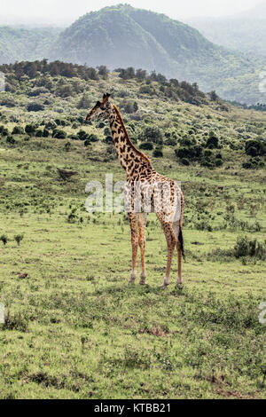 Girafe masaï près du Mont Meru, Arush, Tanzania Banque D'Images