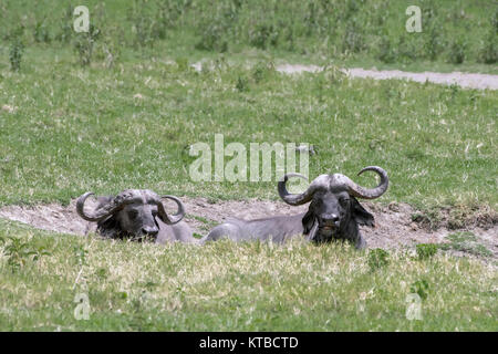 Paire de buffle dormir dans un trou bourbeux, Arusha NP, Tanzanie Banque D'Images