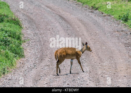 (Kobus ellipsiprymnus femelle COBE) traverser la route d'Arusha, Tanzanie, NP Banque D'Images