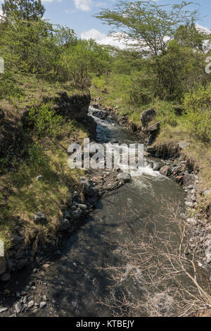 Jekukumia rivière qui coule vers le bas du Mont Meru, NP Arusha, Tanzanie Banque D'Images