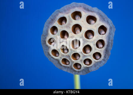 Graine sèche fleur de lotus sur fond bleu, stock photo Photo Stock - Alamy