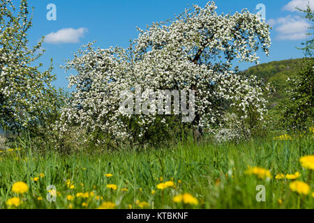 Apfelblüte dans der fränkischen Schweiz Banque D'Images