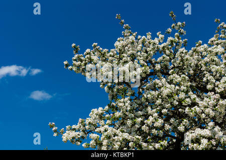 Apfelblüte dans der fränkischen Schweiz Banque D'Images