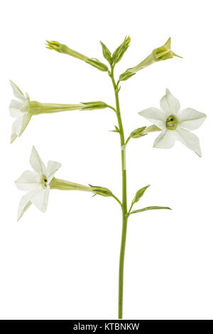 Fleur de tabac odorant, lat. Nicotiana sanderae, isolé sur fond blanc Banque D'Images