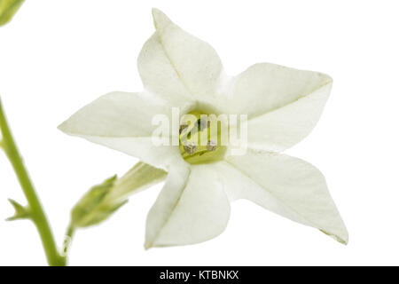 Fleur de tabac odorant, lat. Nicotiana sanderae, isolé sur fond blanc Banque D'Images