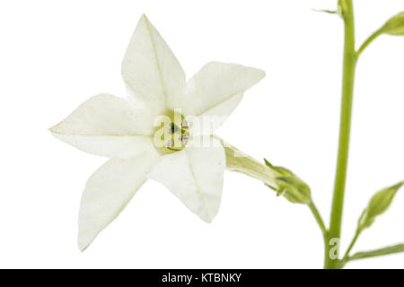 Fleur de tabac odorant, lat. Nicotiana sanderae, isolé sur fond blanc Banque D'Images