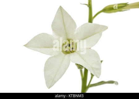 Fleur de tabac odorant, lat. Nicotiana sanderae, isolé sur fond blanc Banque D'Images