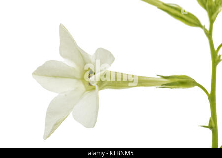 Fleur de tabac odorant, lat. Nicotiana sanderae, isolé sur fond blanc Banque D'Images