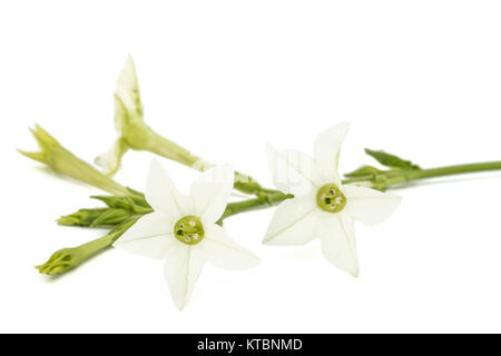 Fleur de tabac odorant, lat. Nicotiana sanderae, isolé sur fond blanc Banque D'Images