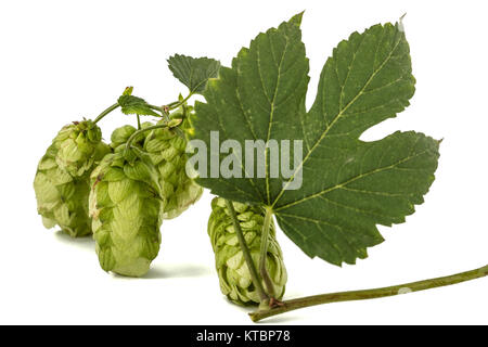 Feuilles et cônes de houblon, lat. Humulus, isolé sur fond blanc Banque D'Images