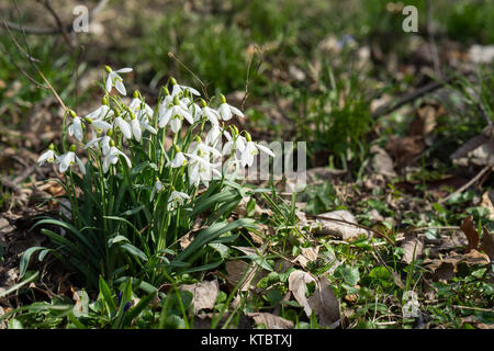 Ce printemps, premières fleurs peeping hors de la terre. Perce-neige dans une petite grappe de lumière le sol noir Banque D'Images