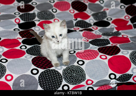 Triste chaton aux yeux bleus sur un lit Banque D'Images